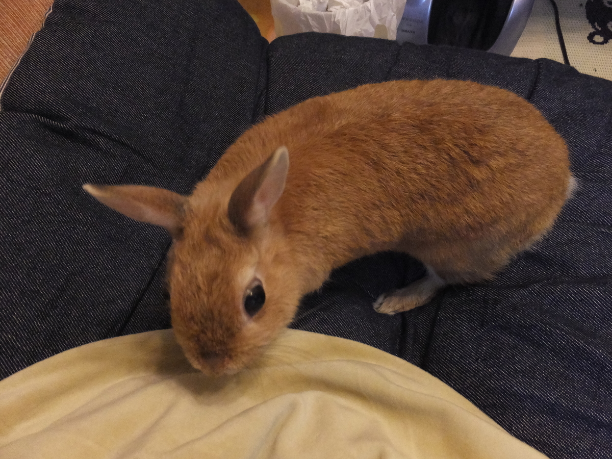 f:id:boltbay:20190704001849j:plain