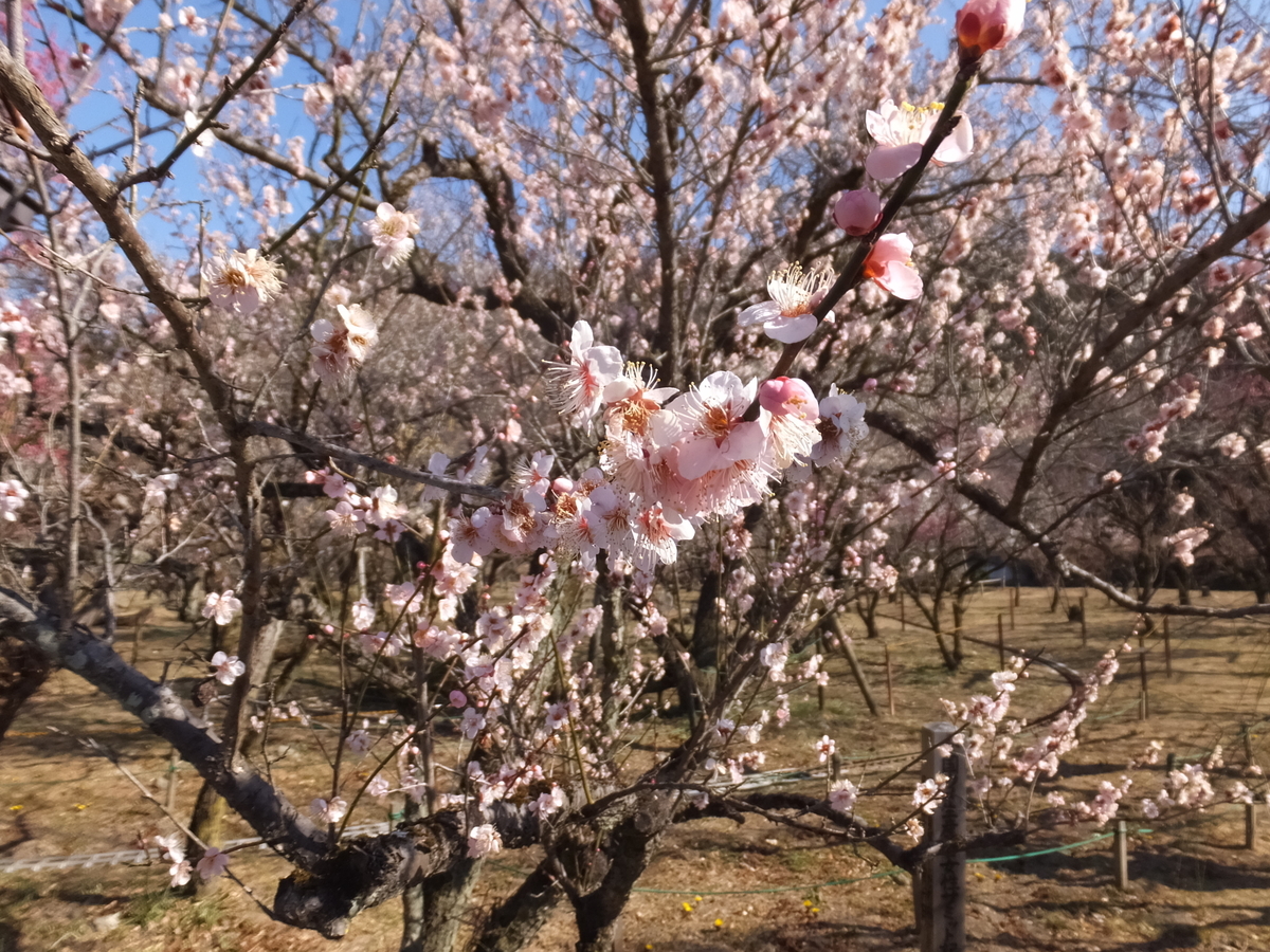 f:id:boltbay:20190813010252j:plain