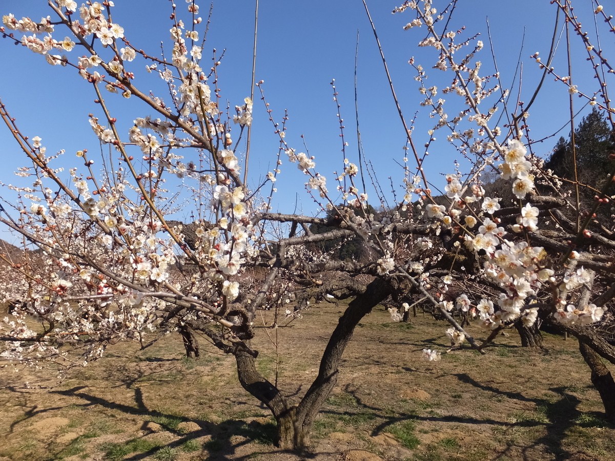 f:id:boltbay:20190813010712j:plain