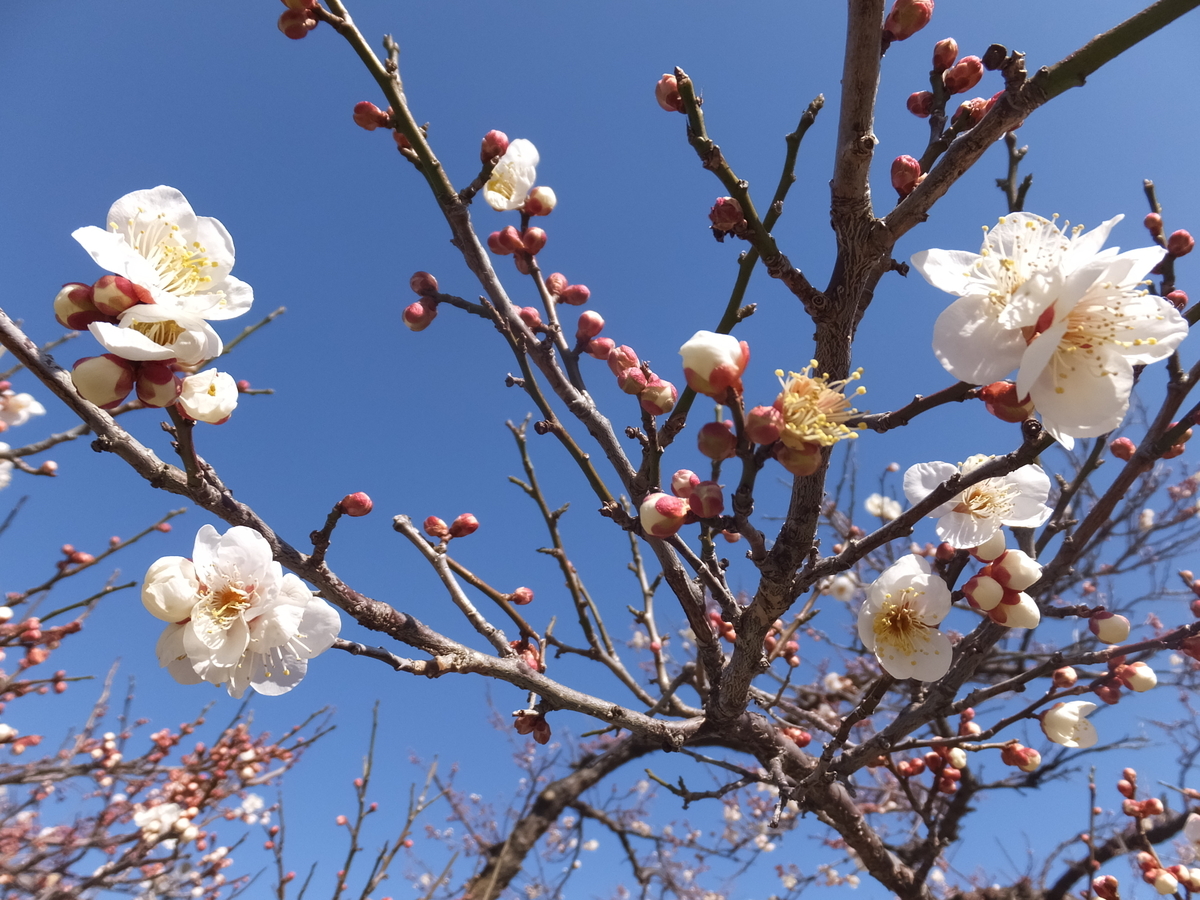 f:id:boltbay:20190813010803j:plain