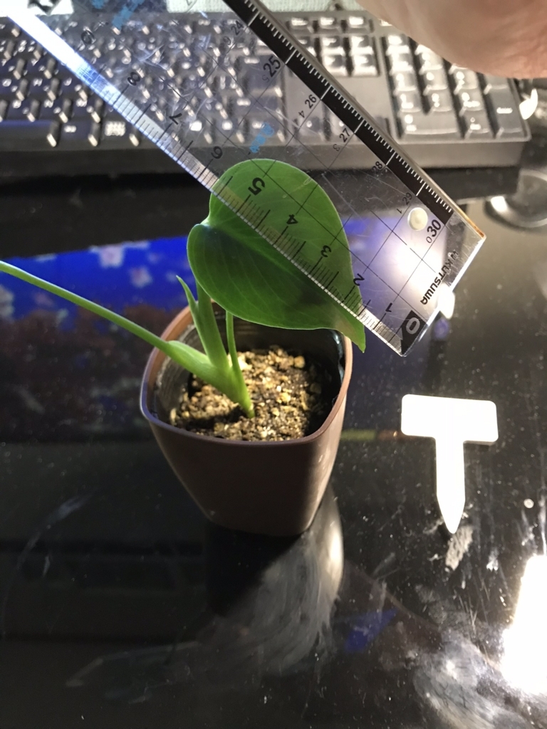 f:id:bom7110:20171122143951j:plain