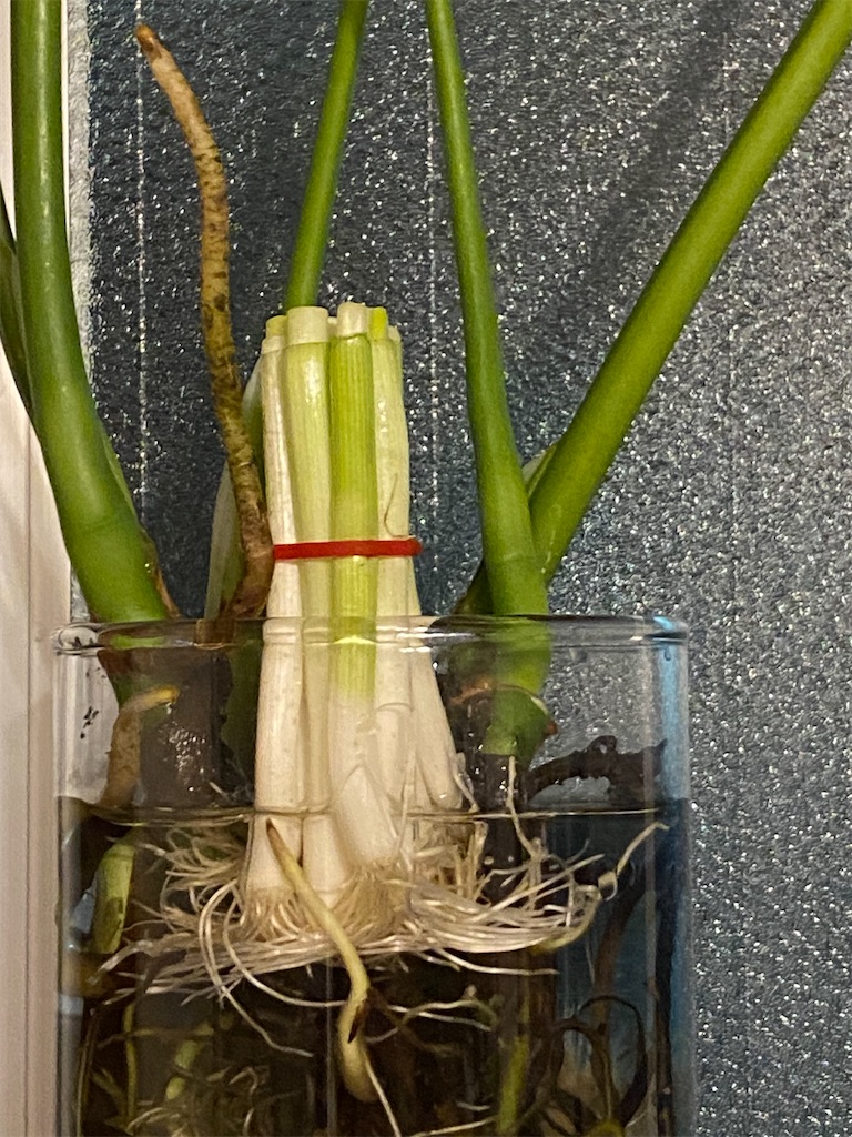 f:id:bom7110:20250518012105j:image