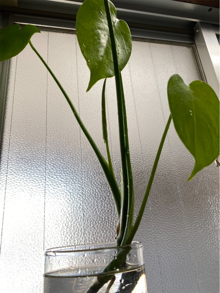 f:id:bom7110:20250704233013j:image