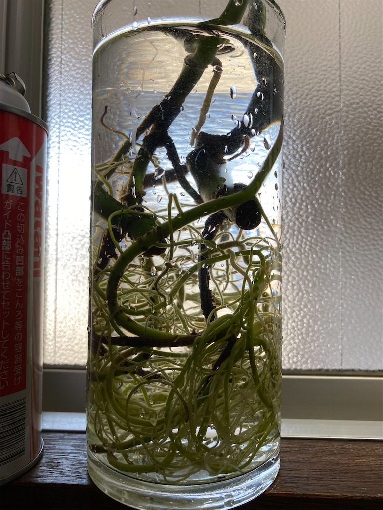 f:id:bom7110:20250704233046j:image