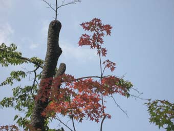 f:id:bon-ku-ra:20100831154650j:image