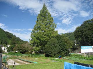 20101110043829