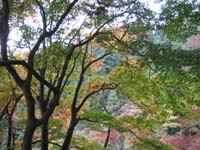 f:id:bon-ku-ra:20101115080215j:image f:id:bon-ku-ra:20101115080215j:image