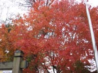 f:id:bon-ku-ra:20101115080216j:image f:id:bon-ku-ra:20101115080216j:image