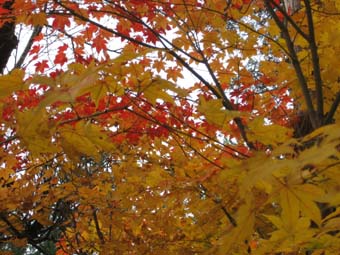 20101119050951