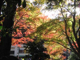 f:id:bon-ku-ra:20101122170324j:image