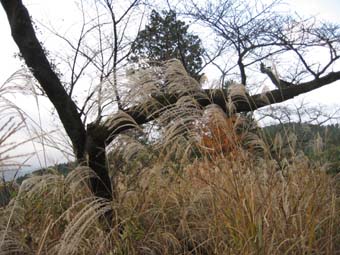 f:id:bon-ku-ra:20101130172026j:image