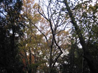 f:id:bon-ku-ra:20101203073302j:image