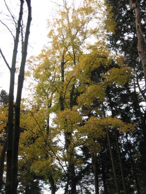 f:id:bon-ku-ra:20101210223556j:image