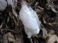 f:id:bon-ku-ra:20101227075531j:image