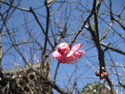 f:id:bon-ku-ra:20110203043326j:image