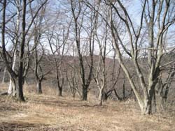 f:id:bon-ku-ra:20110318163220j:image