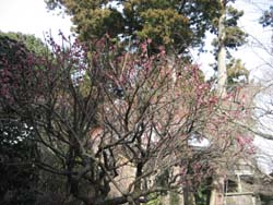 f:id:bon-ku-ra:20110325170320j:image f:id:bon-ku-ra:20110325170320j:image