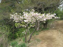 f:id:bon-ku-ra:20110531164340j:image