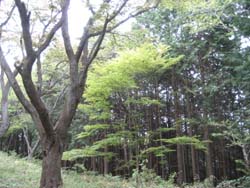 f:id:bon-ku-ra:20110601201342j:image