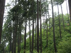 f:id:bon-ku-ra:20110620045713j:image