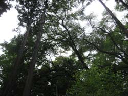 f:id:bon-ku-ra:20110621055259j:image