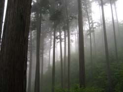 f:id:bon-ku-ra:20110710055414j:image