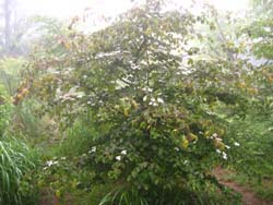 f:id:bon-ku-ra:20110717050930j:image