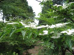 f:id:bon-ku-ra:20110730055327j:image