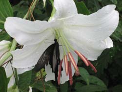 f:id:bon-ku-ra:20110818045603j:image