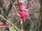 20120409045641