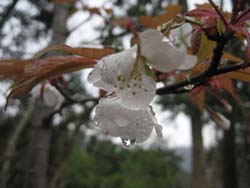 f:id:bon-ku-ra:20120422052425j:image
