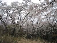 f:id:bon-ku-ra:20120422055403j:image
