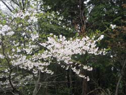 f:id:bon-ku-ra:20120428050008j:image
