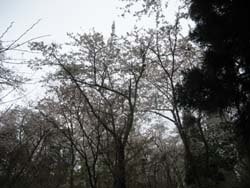 f:id:bon-ku-ra:20120501050132j:image
