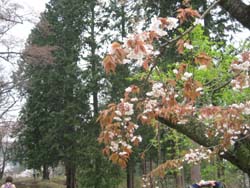 f:id:bon-ku-ra:20120509043531j:image