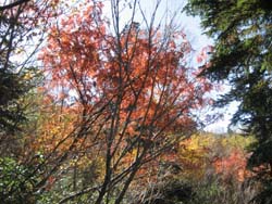 f:id:bon-ku-ra:20121110062715j:image