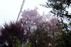 f:id:bon-ku-ra:20130408050633j:image