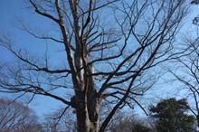 f:id:bon-ku-ra:20140202043245j:image