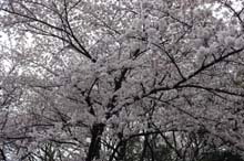 f:id:bon-ku-ra:20140401051440j:image