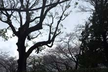 f:id:bon-ku-ra:20140410051502j:image