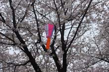f:id:bon-ku-ra:20140411055716j:image