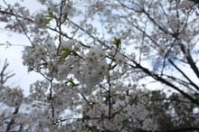 f:id:bon-ku-ra:20140412052054j:image