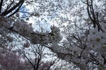 f:id:bon-ku-ra:20140415050405j:image