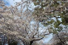 f:id:bon-ku-ra:20140424060435j:image
