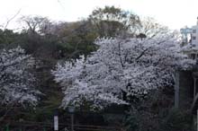 f:id:bon-ku-ra:20140429054803j:image