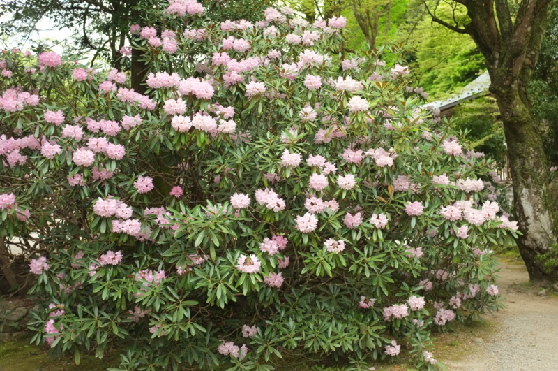 f:id:bon-ku-ra:20170506094416j:image:w360:right