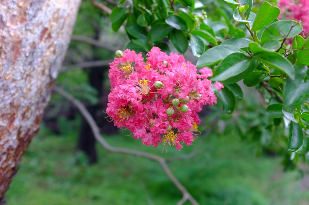 f:id:bon-ku-ra:20180728131823j:plain f:id:bon-ku-ra:20180728131823j:plain