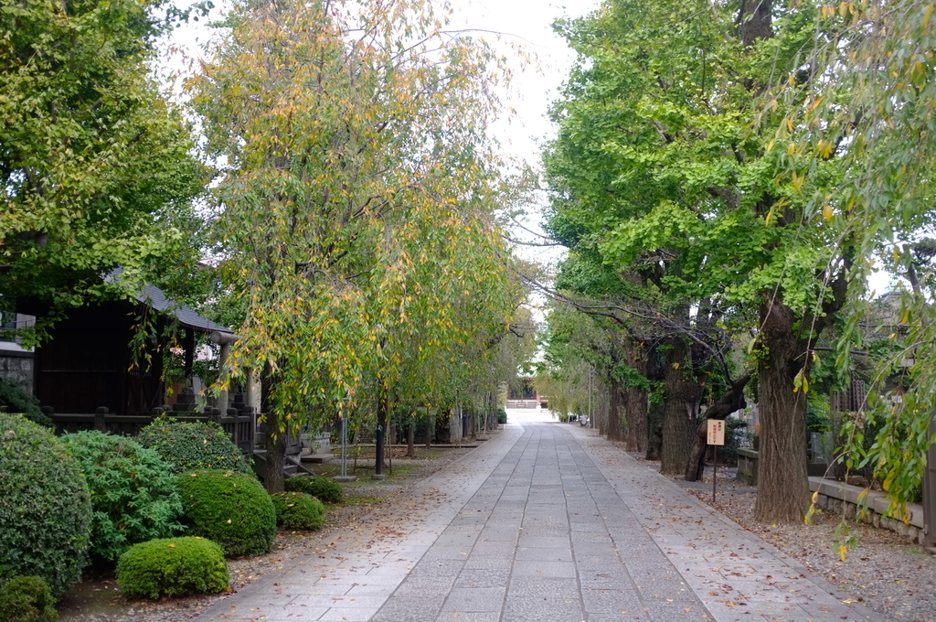 f:id:bon-ku-ra:20181110162352j:plain f:id:bon-ku-ra:20181110162352j:plain