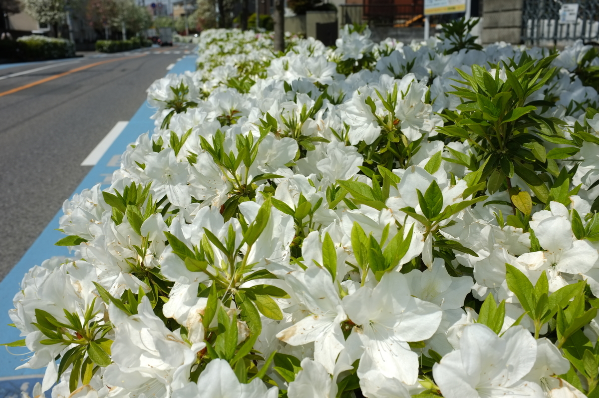 f:id:bon-ku-ra:20200422110721j:plain f:id:bon-ku-ra:20200422110721j:plain