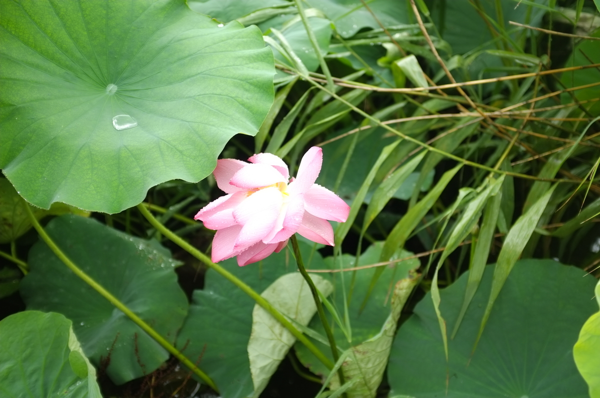 f:id:bon-ku-ra:20200725074835j:plain f:id:bon-ku-ra:20200725074835j:plain